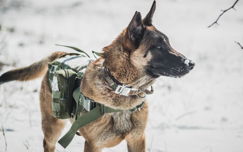 Malinois dans la neige, le froid