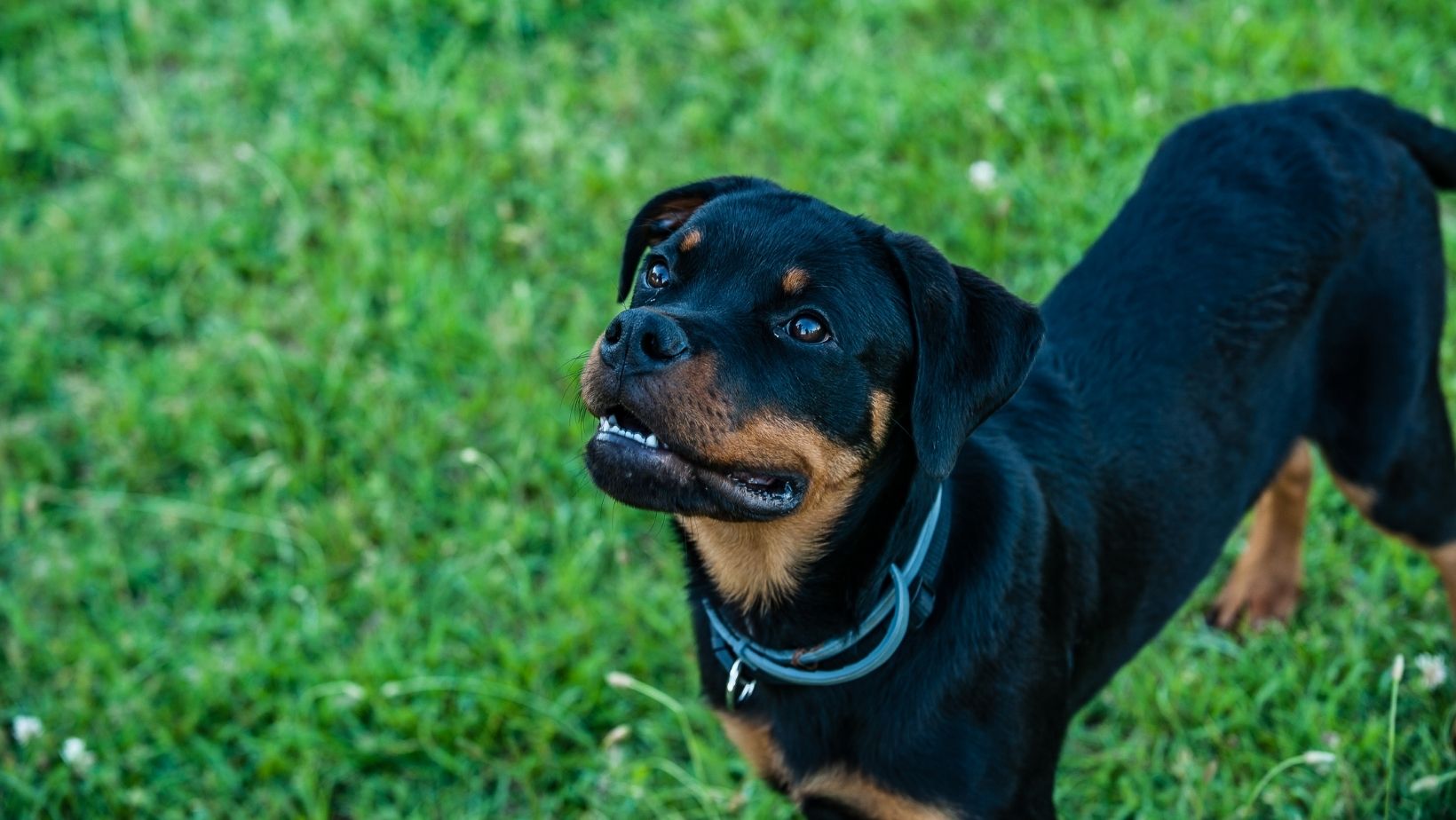 Le dressage du Rottweiler