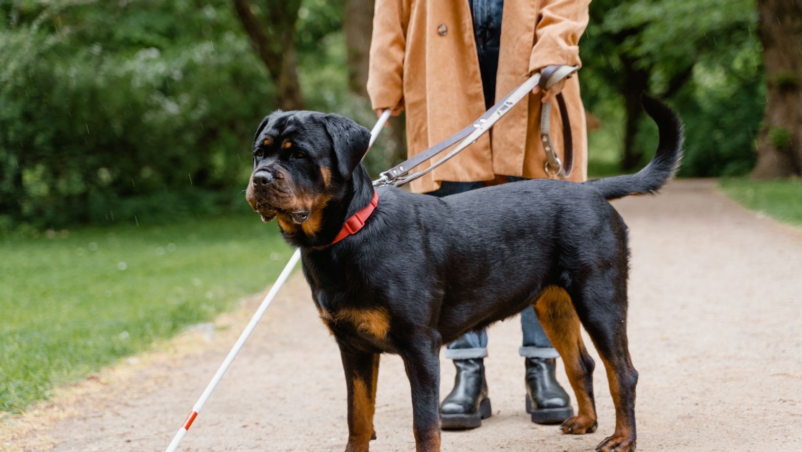 Le Rottweiler, un chien fort