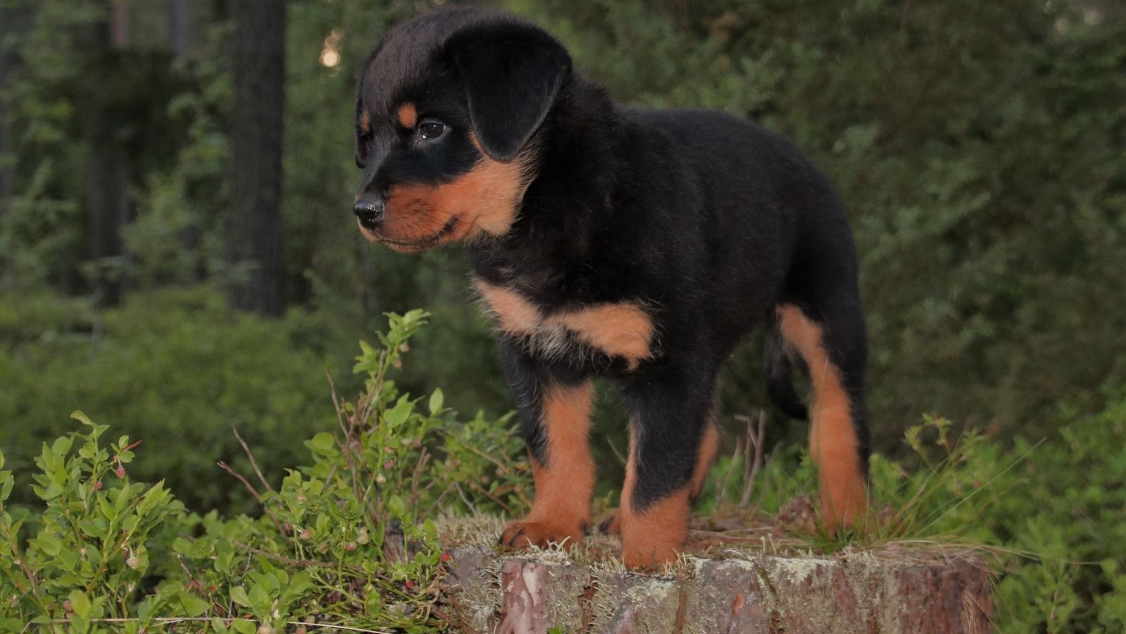 La santé robuste du Rottweiler