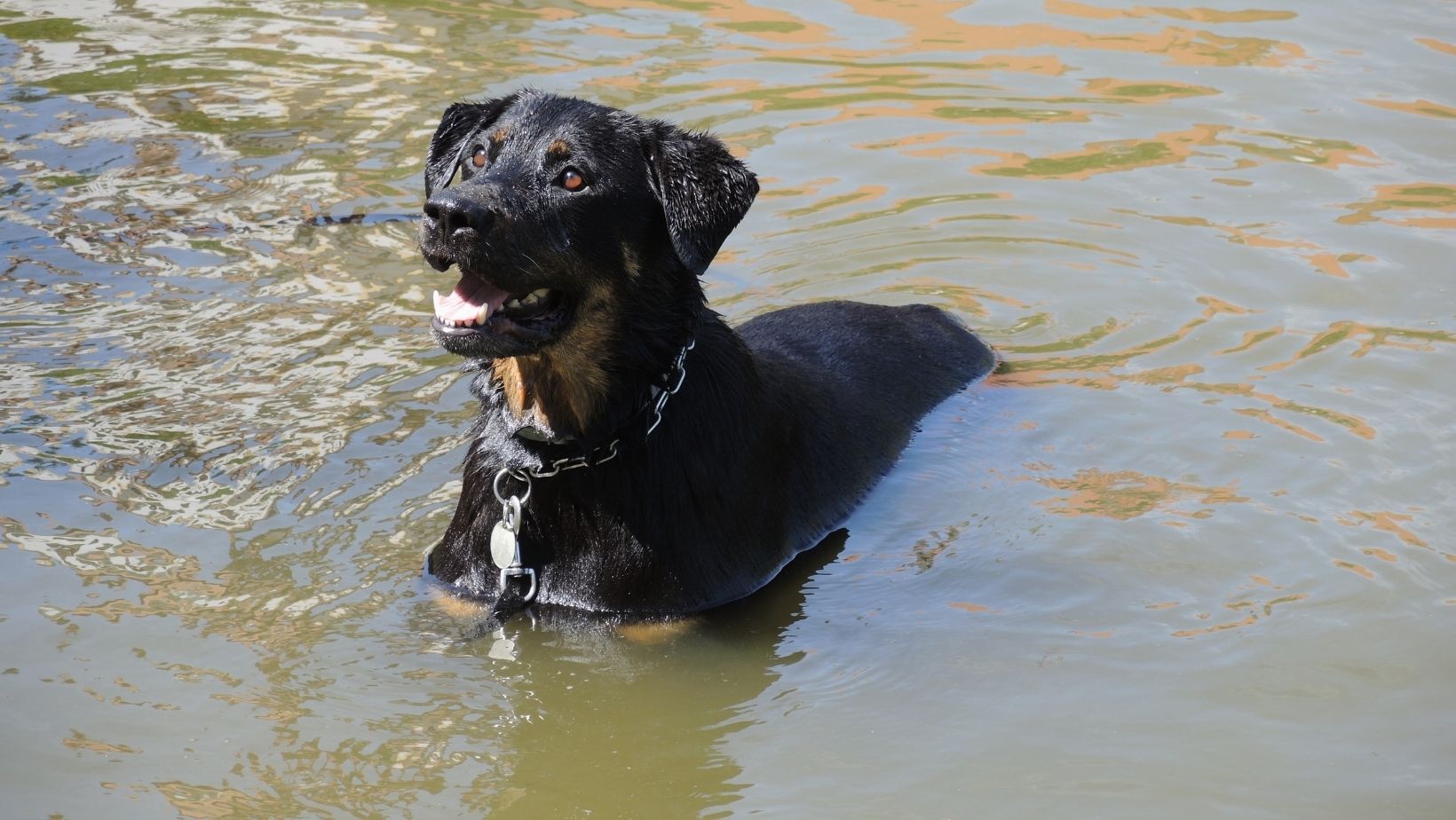 l'entretien d'un rottweiler