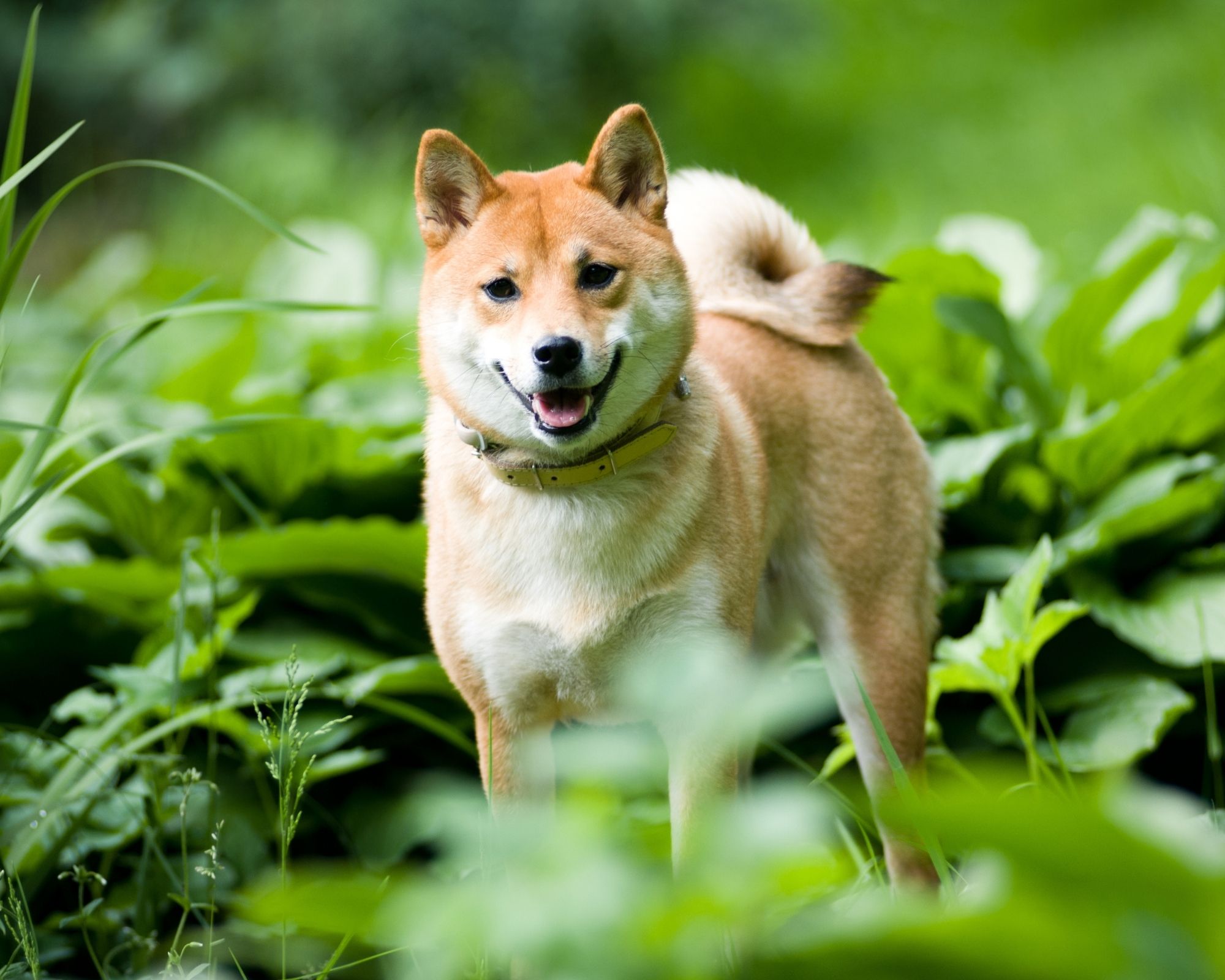 Chien Japonais Shiba Inu Description