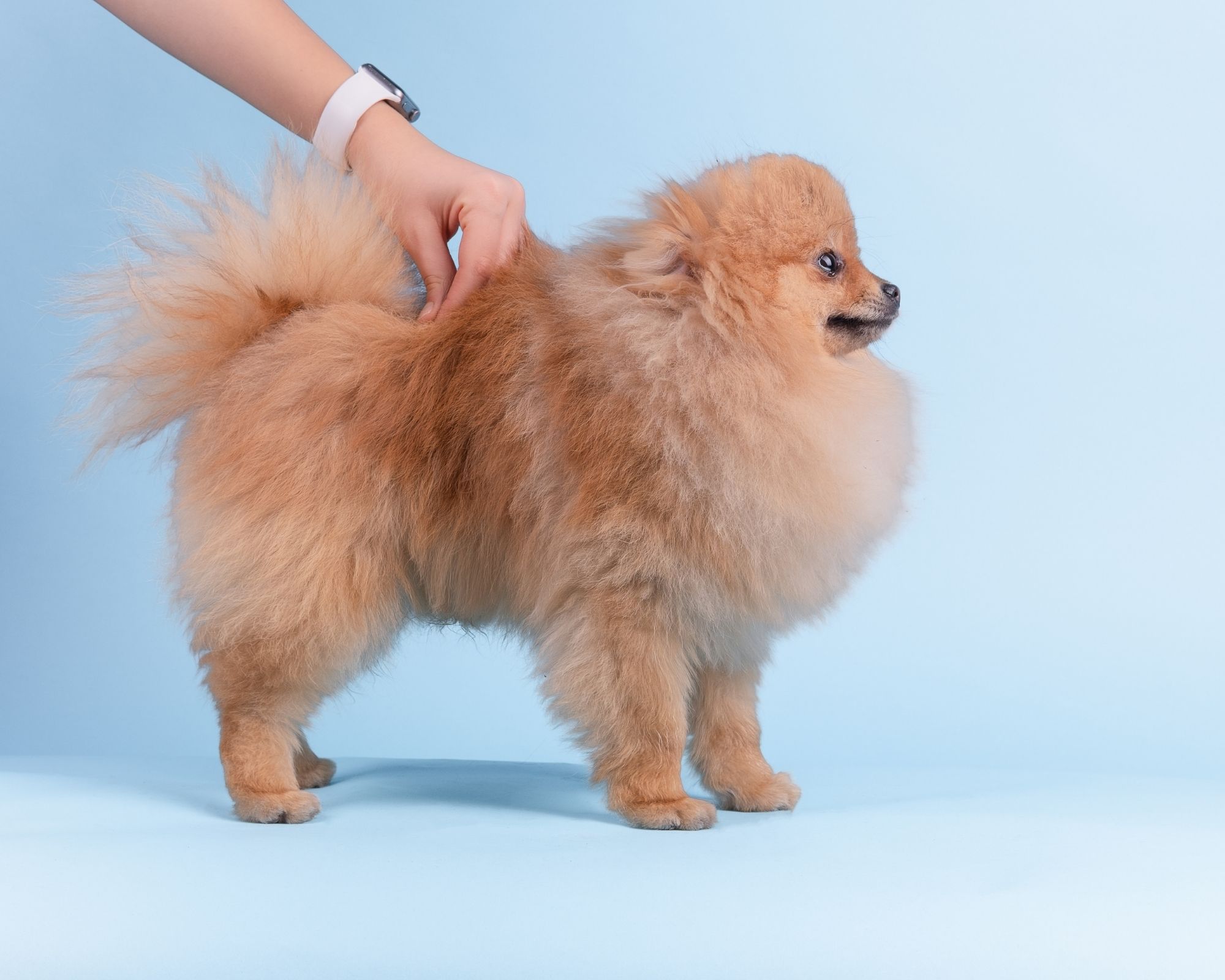 Le Spitz Nain ou Loulou de Poméranie