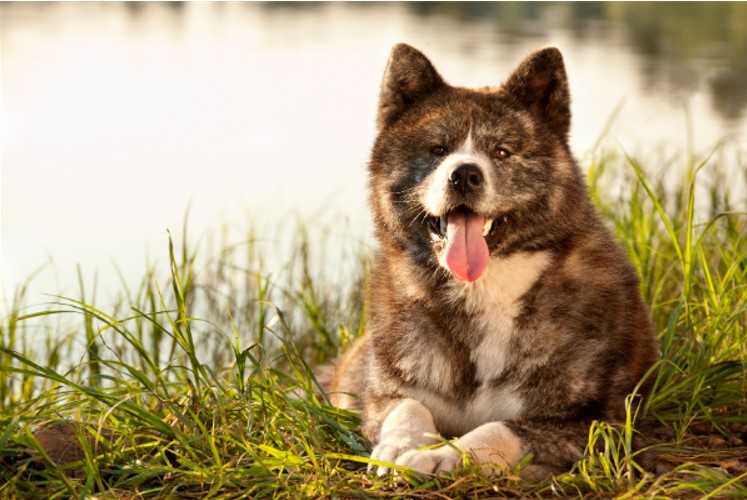 Chien adulte Akita Inu