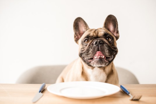 bouledogue qui à faim