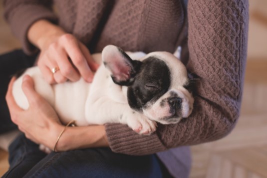 bébé bouledogue