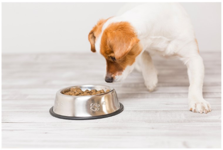 Chien mangeant croquettes avec glucides