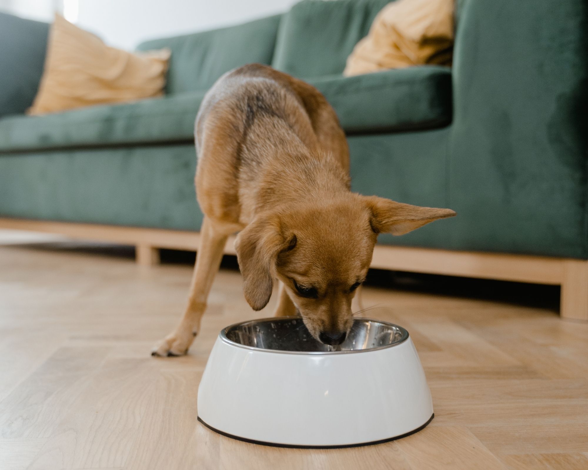 Chien en parfaite quel rôle joue le maître là-dedans.