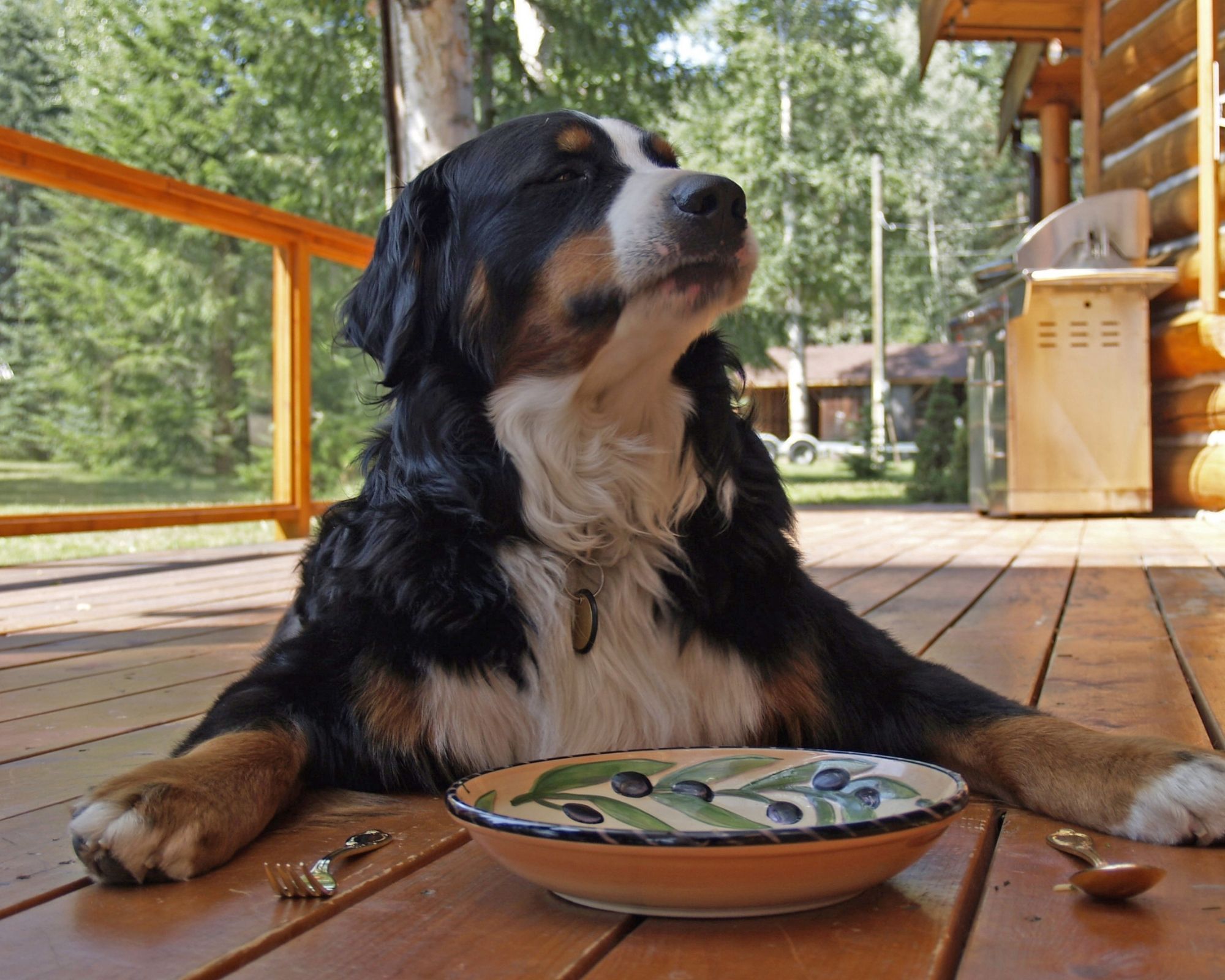 Quelles croquettes choisir pour son chien ?