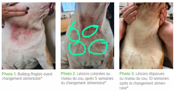 évolution dermatologique de Oscar au cours du temps