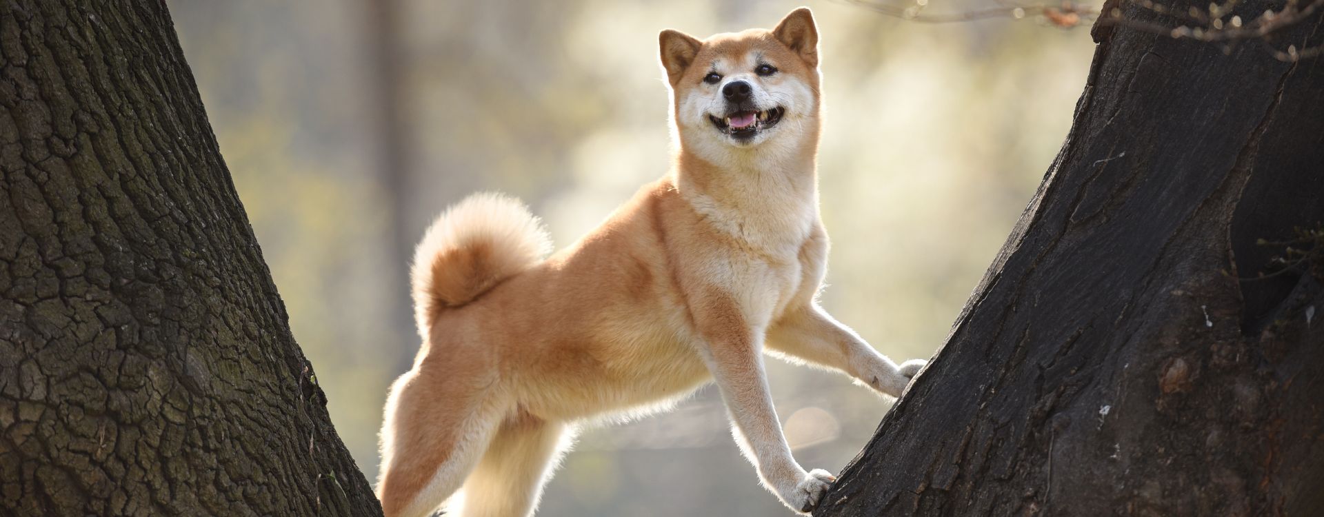 Shiba