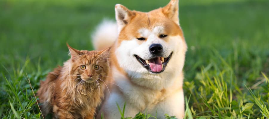 chien et chat printemps