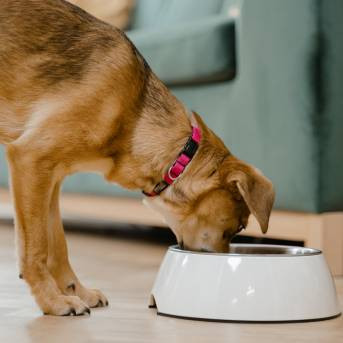 CHIEN - Une connaissance précise des besoins nutritionnels, pour