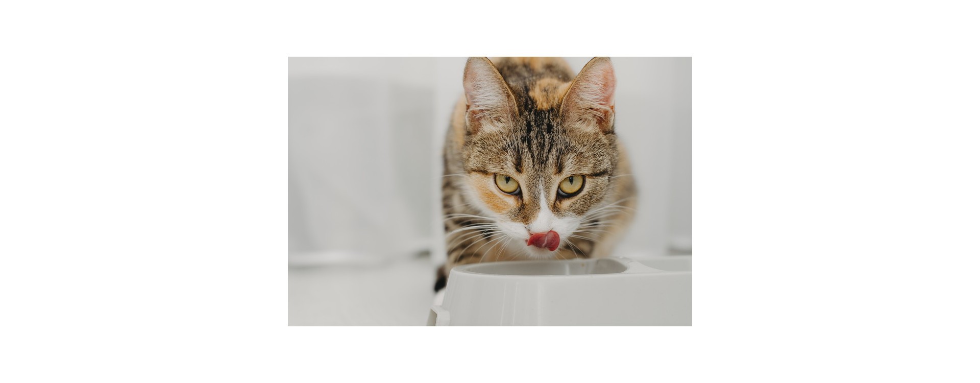 Croquettes sans céréales pour chats : notre guide | Pro-Nutrition