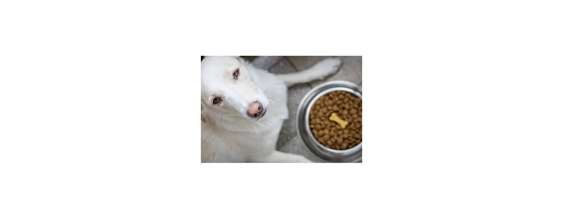 Intérêt des croquettes light sans céréales pour chien en surpoids