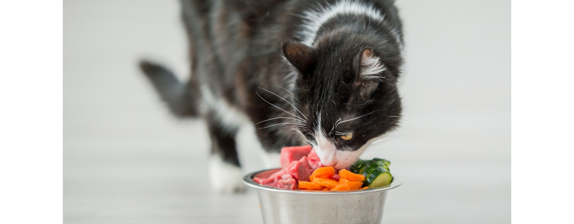 Est-ce- bon de donner de la courgette à votre chat pour l’aider à maigrir ?