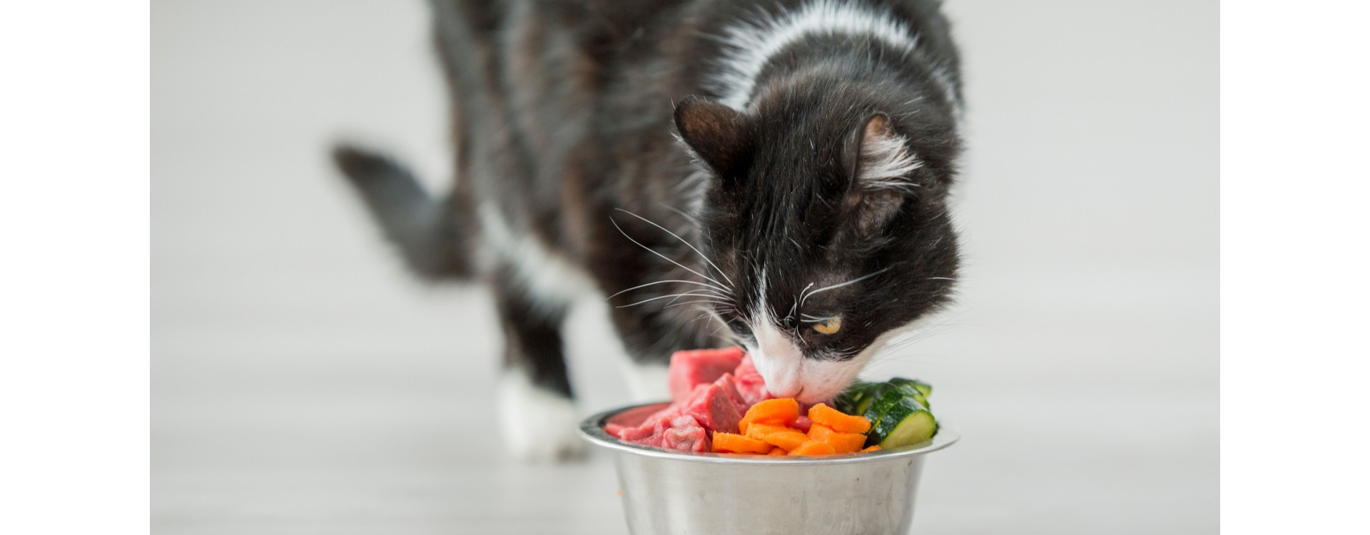 Croquette ou pâtée : quelle nourriture donner à son chat ? - Envies Animales