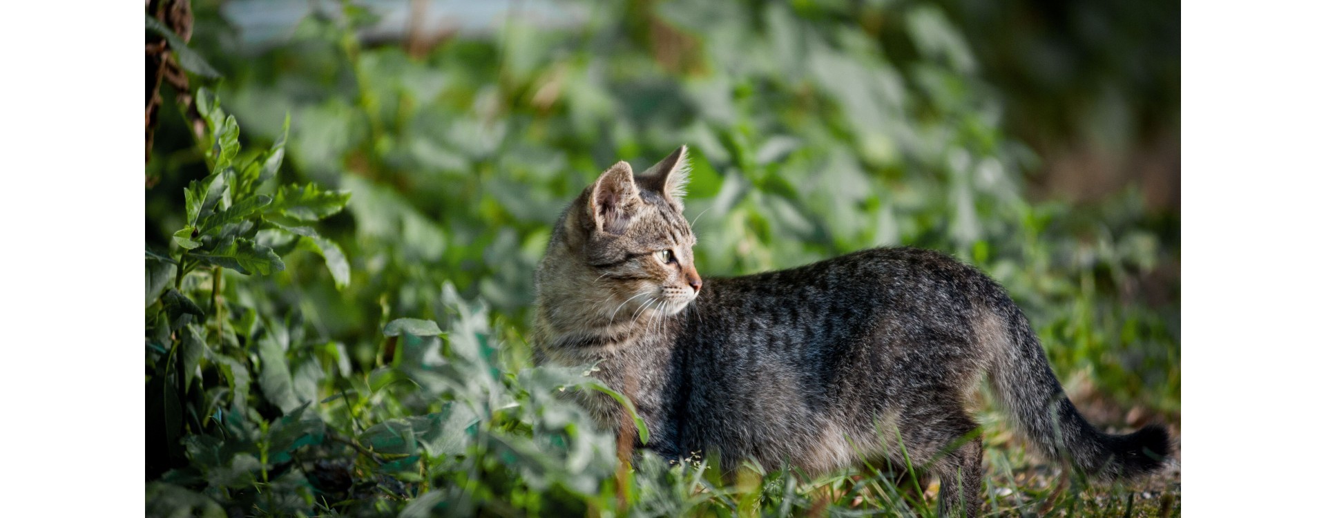 Pourquoi mon chat mange-t-il de l'herbe ? Est-ce pour se purger ?