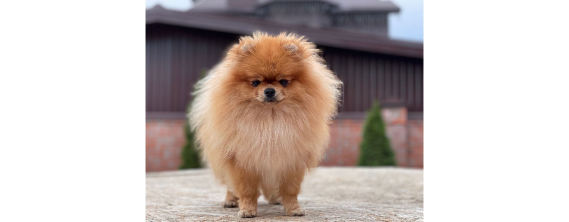 Le Spitz Nain ou Loulou de Poméranie