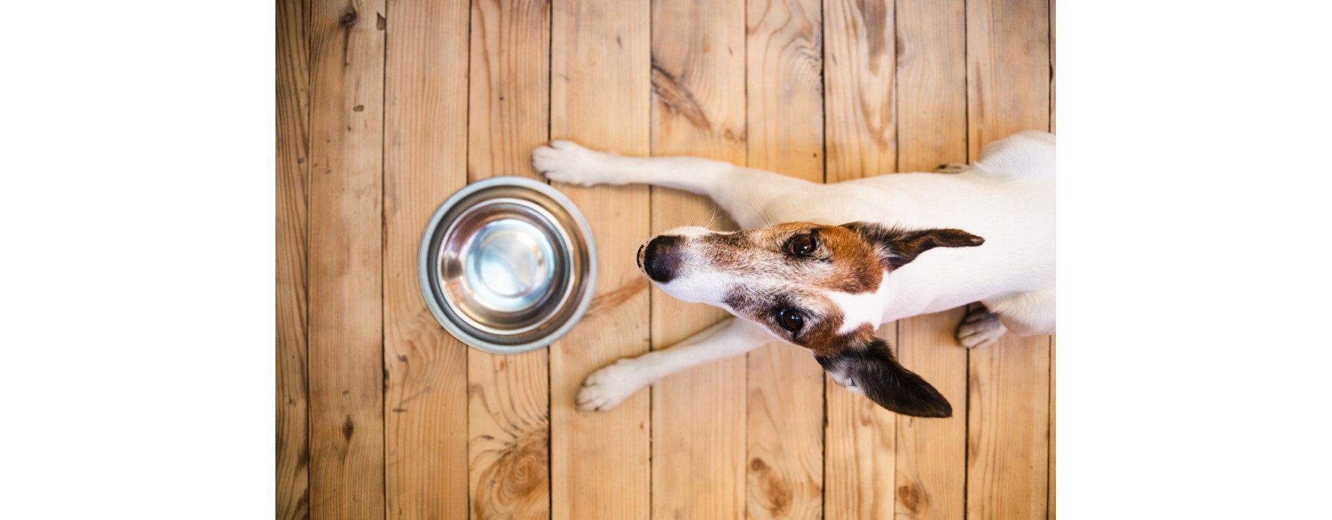 Comment nos croquettes Protect Dermato contribuent au traitement de la dermatite atopique chez le chien ?