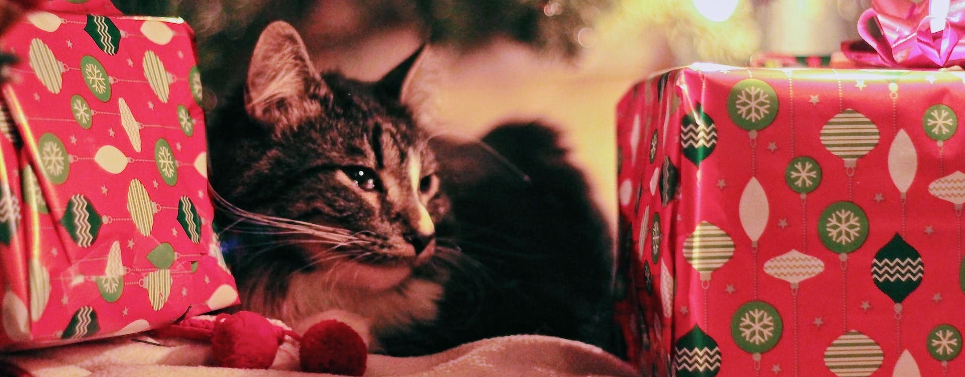 Chiens et chats à Noël : les risques à éviter