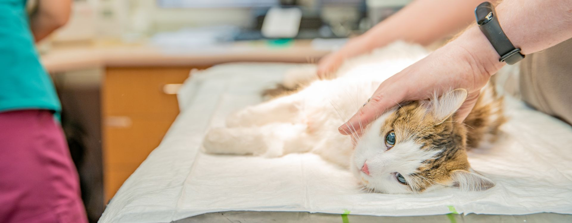 Tout savoir sur la stérilisation des chattes