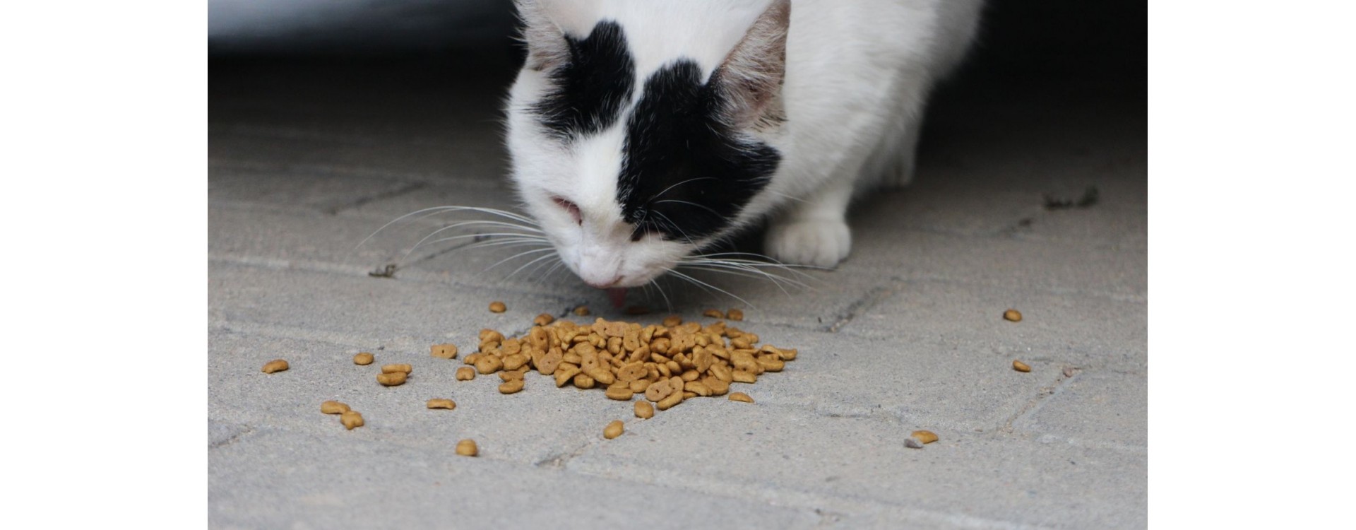 Quelle quantité de croquettes donner à mon chat ?