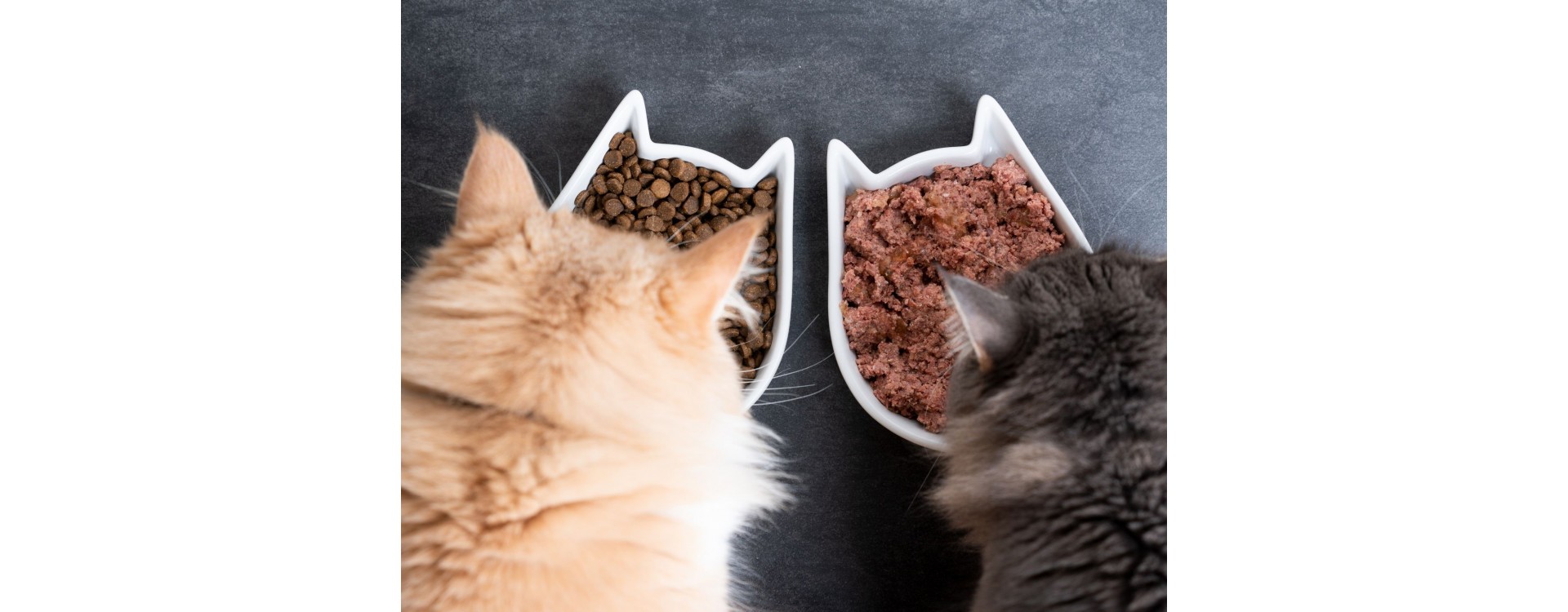 Quelles sont les meilleures croquettes sans céréales pour chat ?