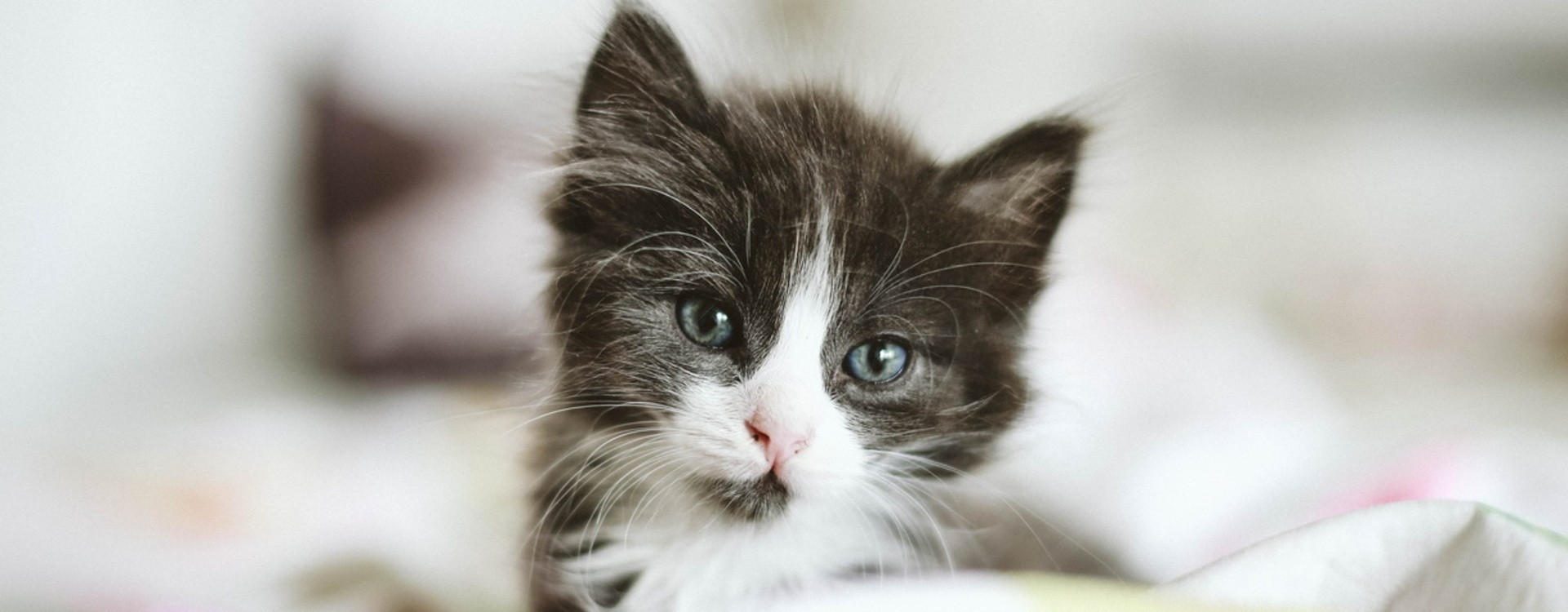 Quels Noms De Chats Avec La Lettre T Choisir Pour 22