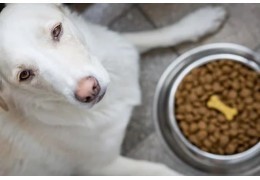 Intérêt des croquettes light sans céréales pour chien en surpoids