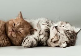 Prénom de chat en B 2026 : idées de noms tendance pour chatons et félins