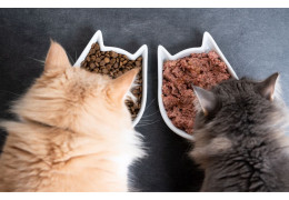 La bi-nutrition chez les chats : Comment combiner les aliments secs et humides !