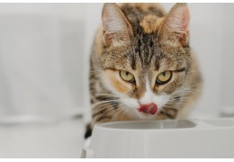 Pourquoi des céréales dans les croquettes ?