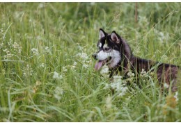 Aliments sans céréales : des croquettes pour chien sans gluten ?