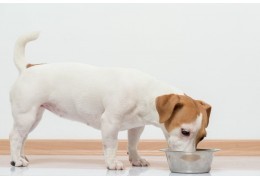 Des croquettes sans céréales pour chien de petite taille ?