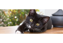 Pourquoi donner des croquettes sans céréales à son chat et comment bien les choisir ?