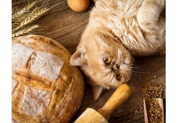 Pouvez-vous donner du pain ou du pain de mie à votre chat ?
