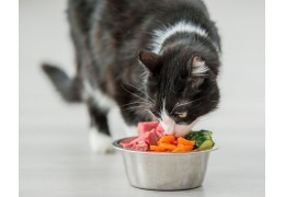 Est-ce- bon de donner de la courgette à votre chat pour l’aider à maigrir ?