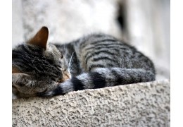 Combien de temps dort un chat normalement ?