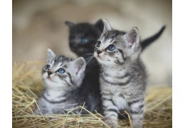 Croquettes sans céréales pour chatons : peuvent-ils en manger ?