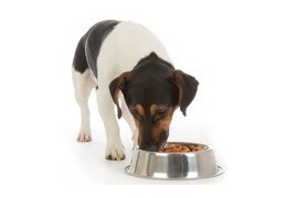 Croquettes sans céréales pour chien : tout savoir