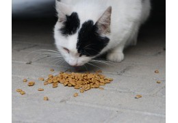 Quelle quantité de croquettes pour mon chat ?