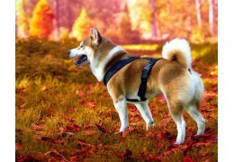Les chiens japonais : ces races venues de l'archipel nippon et qui ont conquis le monde !