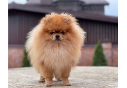 Le Spitz Nain ou Loulou de Poméranie