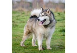 Le Husky Sibérien ou Siberian Huskies