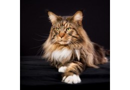 Les 10 plus belles races de chats