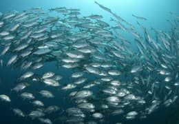 Autolysats de Poisson, Peptides Marins et Huiles d’origine marine : Les 3 ingrédients clés des croquettes Pro-Nutrition