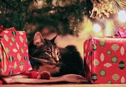 Chiens et chats à Noël : les risques à éviter