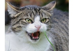 Les 6 signes qui montrent que votre chat est en colère