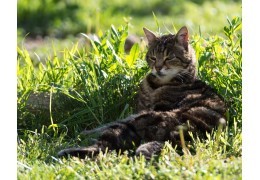 Est-ce que les céréales sont bonnes pour les chats ?